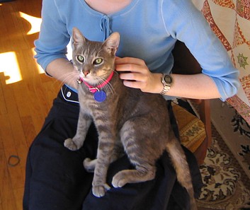cat1.jpg
